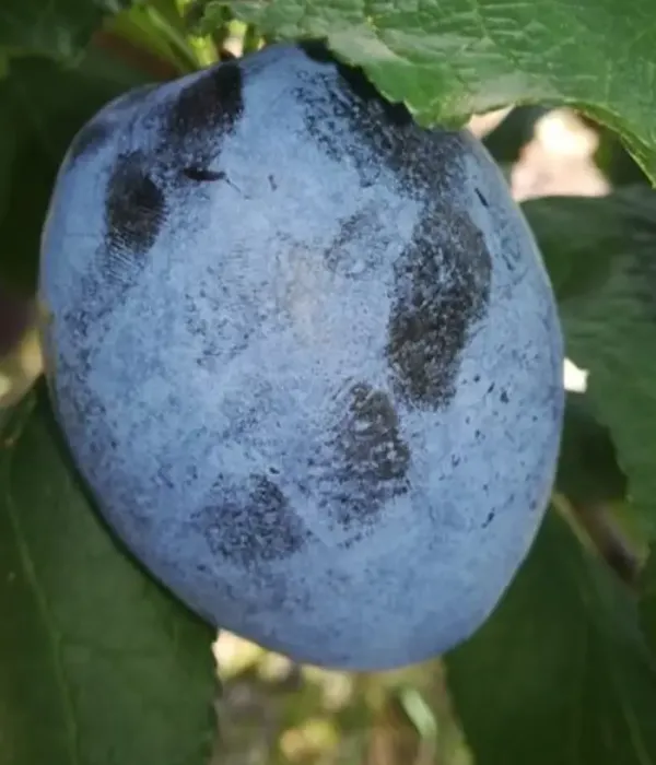Pflaume (Prunus domestica) CARPATIN