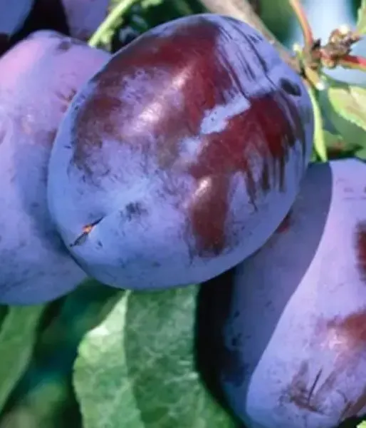 Säulenpflaume (Prunus domestica) IMPERIAL