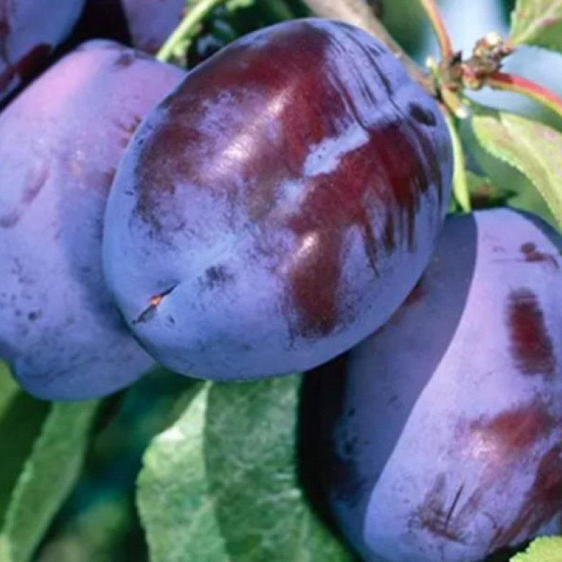 Säulenpflaume (Prunus domestica) FRUCA