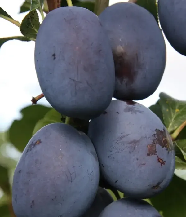Pflaume (Prunus domestica) HAGANTA