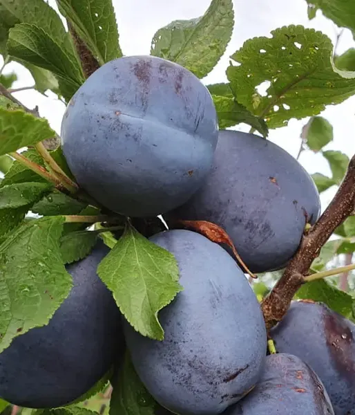 Slivka (Prunus domestica) JOGANTA