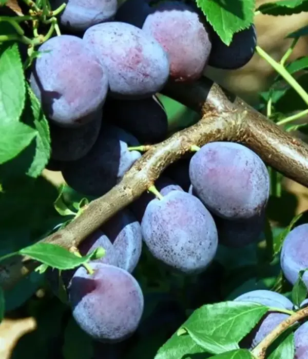 Pflaume (Prunus domestica) JUNA