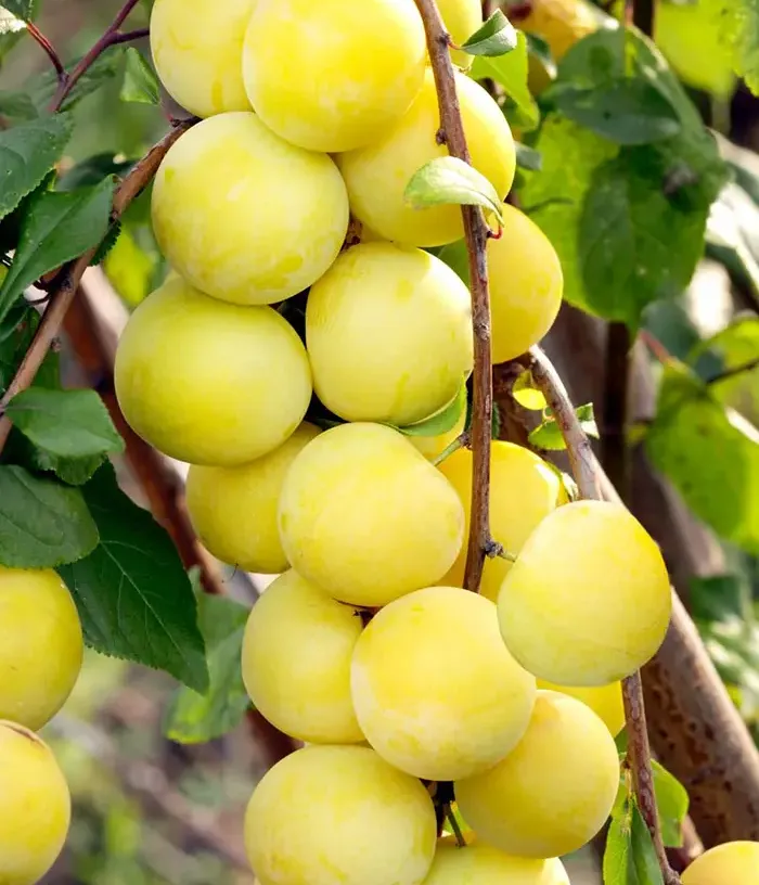 Hybrid plum (Prunus sp.) MARA - Tutifruti, s.r.o.