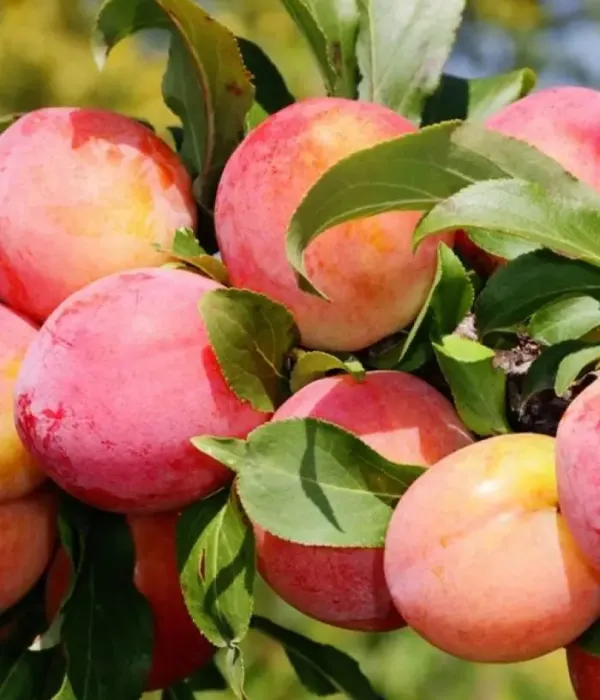 Pflaume (Prunus domestica) PERSIKINĖ