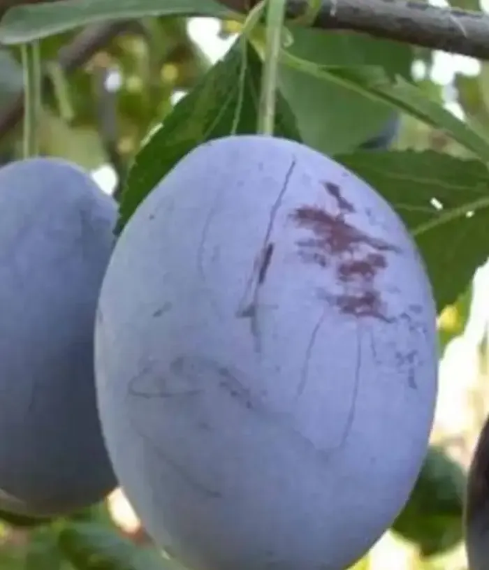 Plum (Prunus domestica) ODA - Tutifruti, s.r.o.