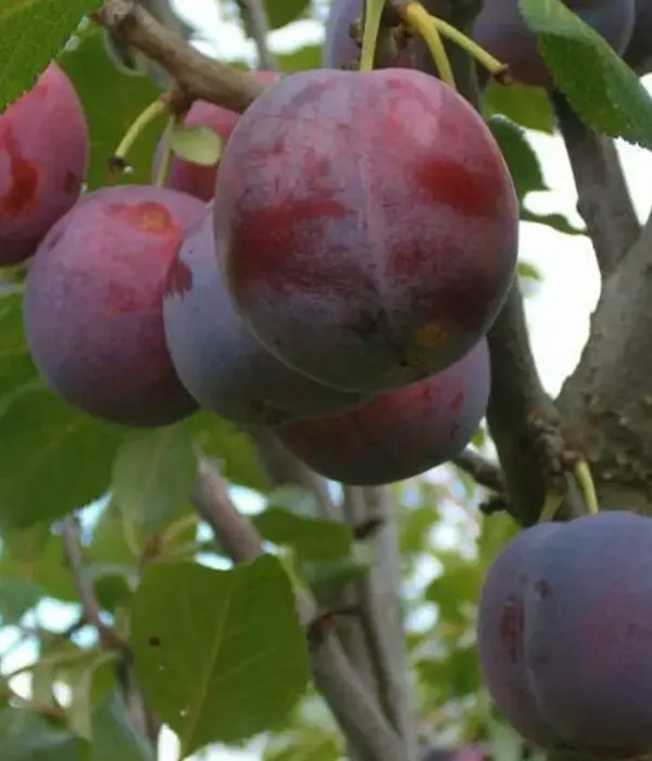Hybridpflaume (Prunus sp.) MINJONA
