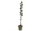 BIO säulenförmige Pflaume AROMA SPUR (früh reifend) - Tutifruti SK