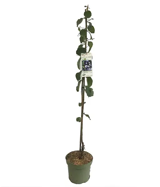 BIO säulenförmige Pflaume AROMA SPUR (früh reifend)