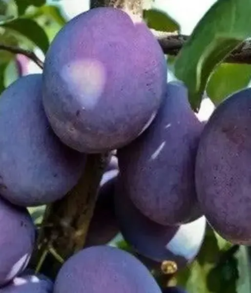 Slivka (Prunus domestica) SONORA