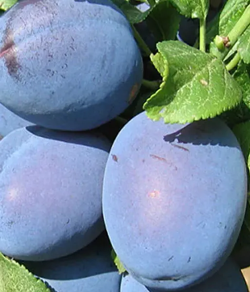 Slivka (Prunus domestica) TOPHIT