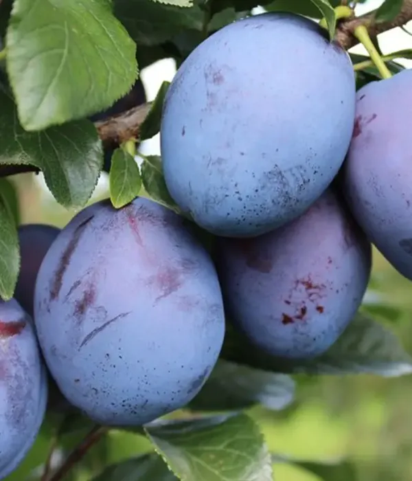 Slivka (Prunus domestica) TOPEND PLUS