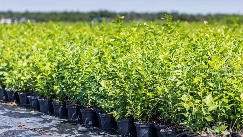 Autumn fertilization with chicken manure: Instructions and why it is the best choice