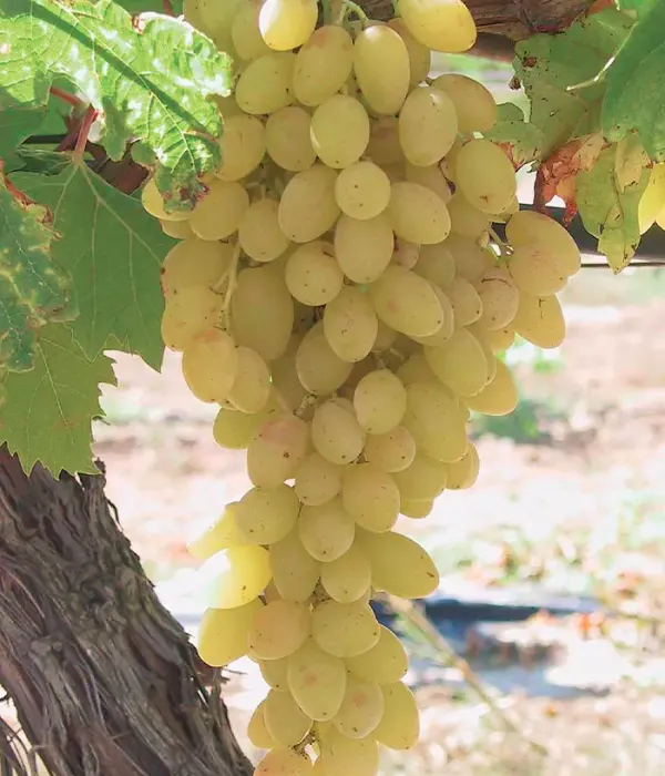 Vinič hroznorodý (Vitis vinifera) CENTENNIAL SEEDLESS