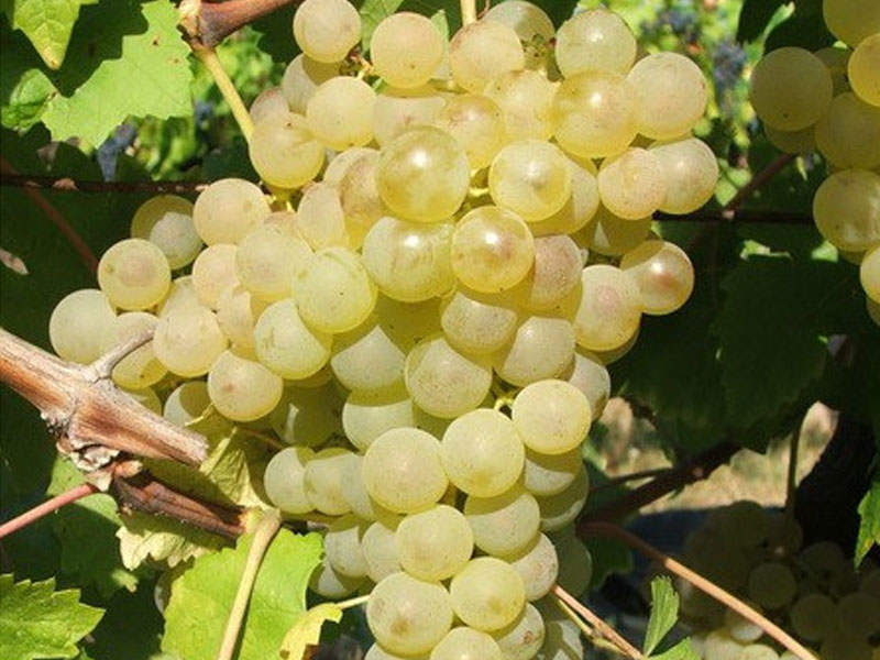 CHASSELAS JALABERT Tafeltraube 