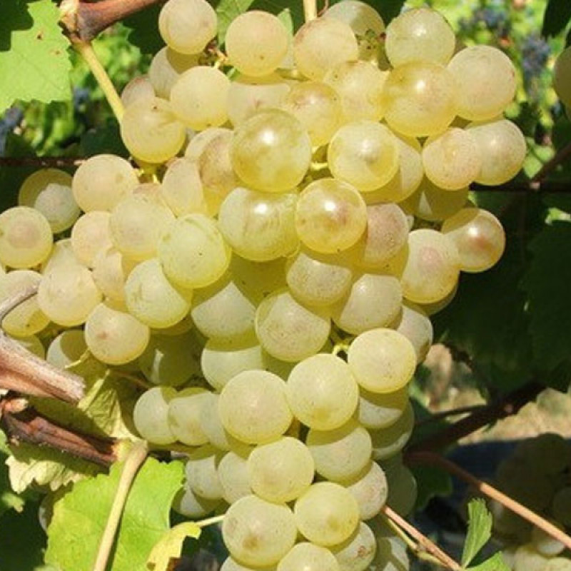 CHASSELAS JALABERT Tafeltraube 