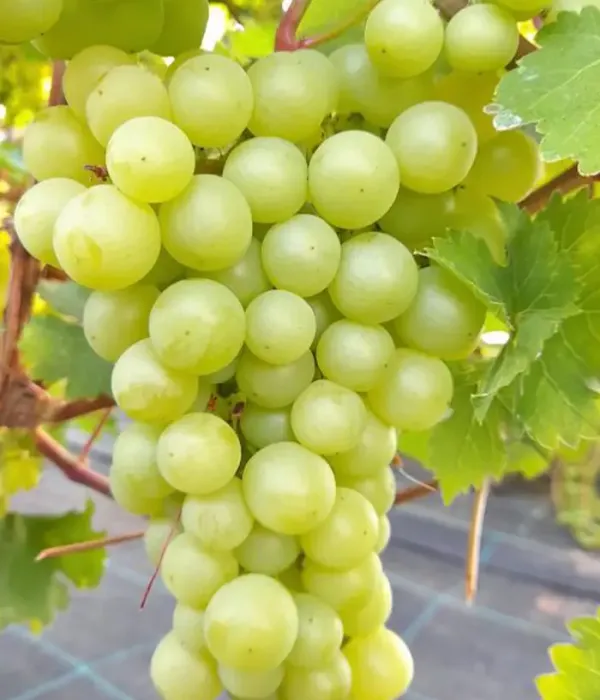 Weinrebe (Vitis vinifera) CĪRAVAS AGRĀ