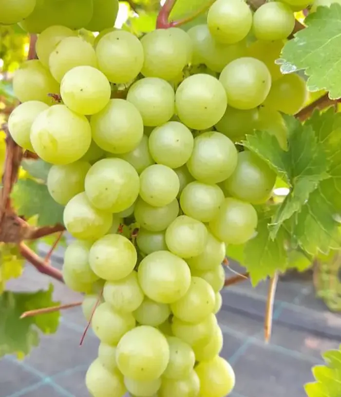 Grapevine (Vitis vinifera) CĪRAVAS AGRĀ - Tutifruti, s.r.o.