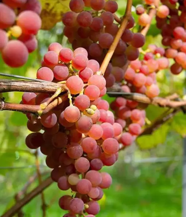 Weinrebe (Vitis spp.) JADVIGA