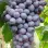 The Storable Giant and the Resistant Muscat: Introducing the Table Grapes 'Kishmish Moldavskij' and 'Palatina