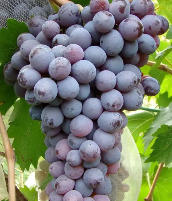 Vinič hroznorodý (Vitis vinifera) KIŠMIŠ MOLDAVSKIJ