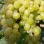 Sweet, Crunchy, and Seedless: Introducing the Table Grapes 'Centennial Seedless', 'Lilla', and 'Kodrianka'