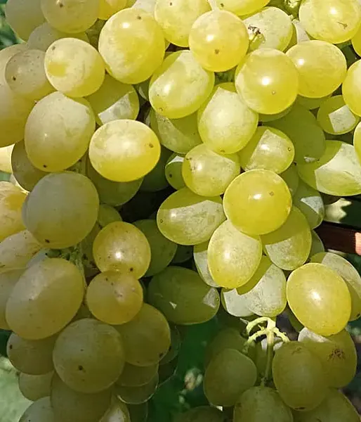 Weinrebe (Vitis vinifera) LILLA