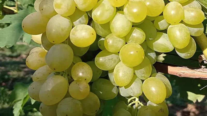 Sweet, Crunchy, and Seedless: Introducing the Table Grapes 'Centennial Seedless', 'Lilla', and 'Kodrianka'