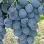 Modern resistant grape varieties (Part 1): Introducing the stars Alvika, Alibaba, Alfa, and Ajuta