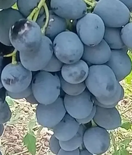 MOLDOVA Tafeltraube PIWI