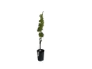 Nero Table Grape Vine - Tutifruti SK