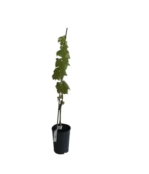 NERO Tafeltraube 