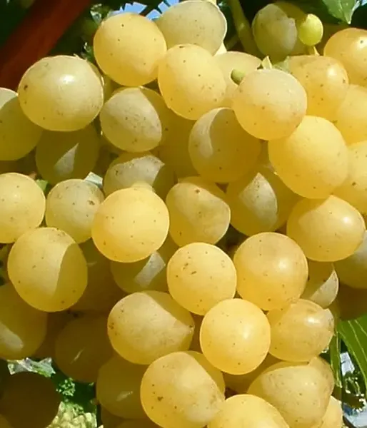Grapevine PALATINA