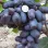 Large-Fruited Table Grapes – 8 Varieties from Ultra-Early to Seedless