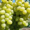 Pilzresistente Tafeltrauben