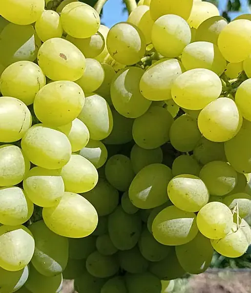 ARKADIA Tafeltraube PIWI