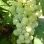 Elegant Table Grapes for Your Garden: Introducing 'Danuta', 'Attila', and 'Éva'