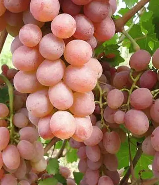 Vinič SUPAGA