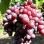 Resistant grapevine (Part 3): Analysis of the Bajkonur, Bogatyr, and other varieties