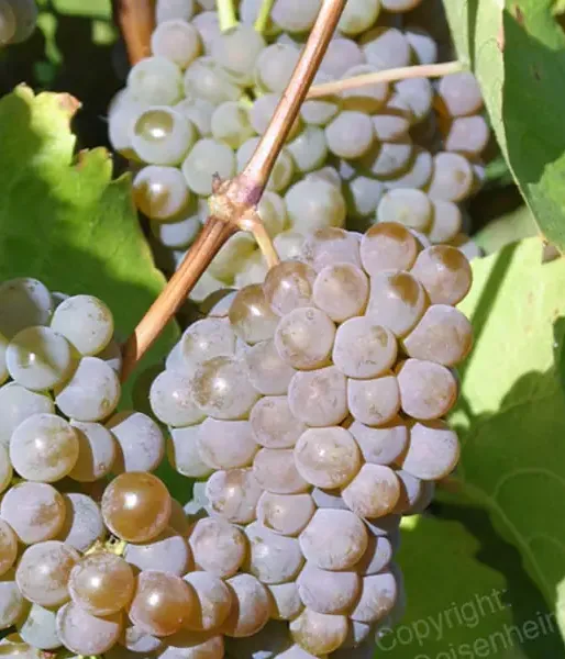 HIBERNAL muštová odroda viniča PIWI