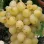 Table Grapes for the Garden: 5 Varieties from Early Seedless to Late 'Italia'