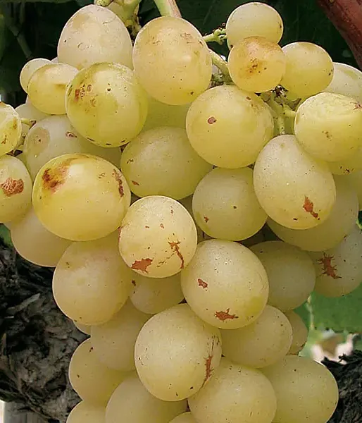 Weinrebe (Vitis vinifera) ITALIA