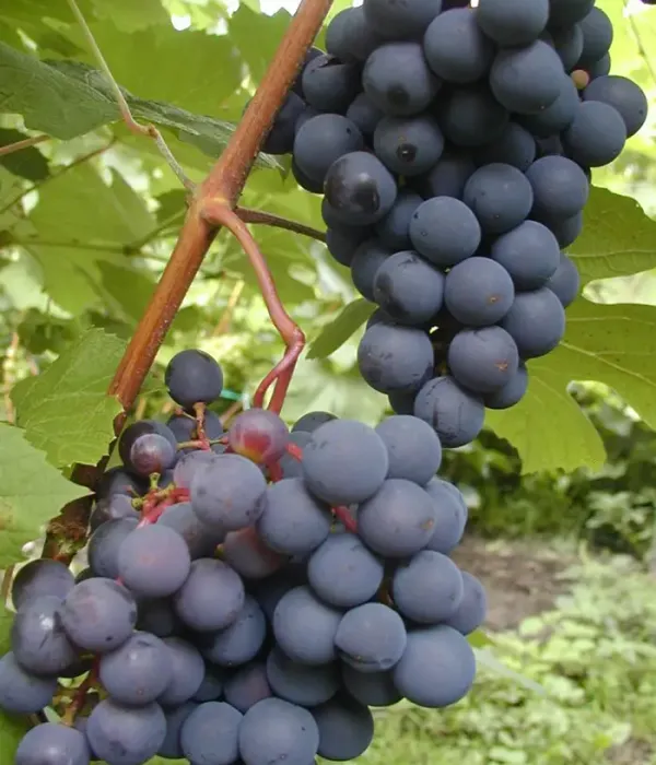Vinič hroznorodý (Vitis spp.) JUODUPĖ
