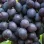 Modern resistant grapevine varieties (Part 2): Armani, Atos, Arni, and Andruša