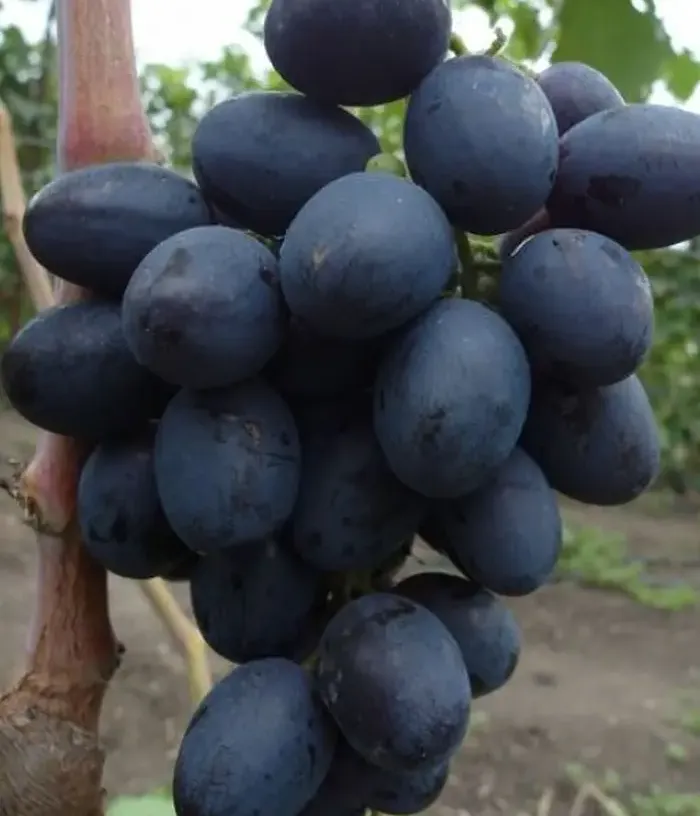 Weinrebe (Vitis vinifera) MATADOR - Tutifruti, s.r.o.