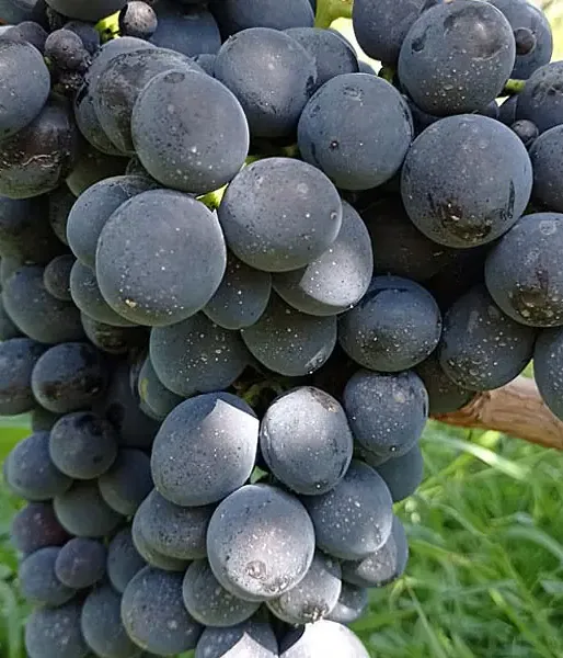 Tafeltraube MUSCAT BLEU