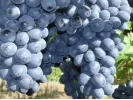 Nero Table Grape Vine - Tutifruti SK