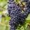 Extreme Frost and Tropical Aroma: The Ultimate Guide to 11 Nordic Grape Varieties Changing the Game