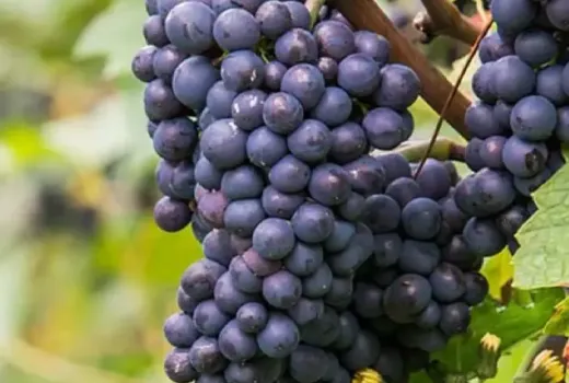 Extremer Frost und tropisches Aroma: Der ultimative Ratgeber zu 11 nordischen Rebsorten, die den Weinbau verändern