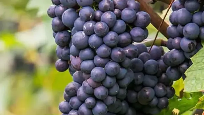 Extremer Frost und tropisches Aroma: Der ultimative Ratgeber zu 11 nordischen Rebsorten, die den Weinbau verändern