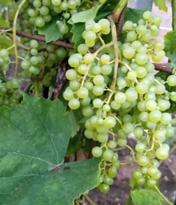 Vinič hroznorodý (Vitis spp.) RASA